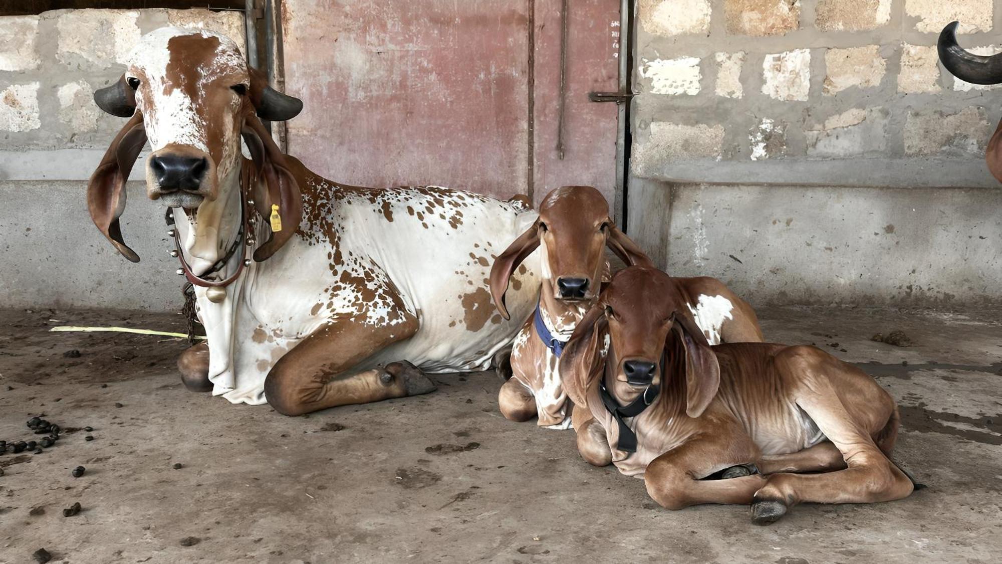 Gauri Villa Dwārka Dış mekan fotoğraf